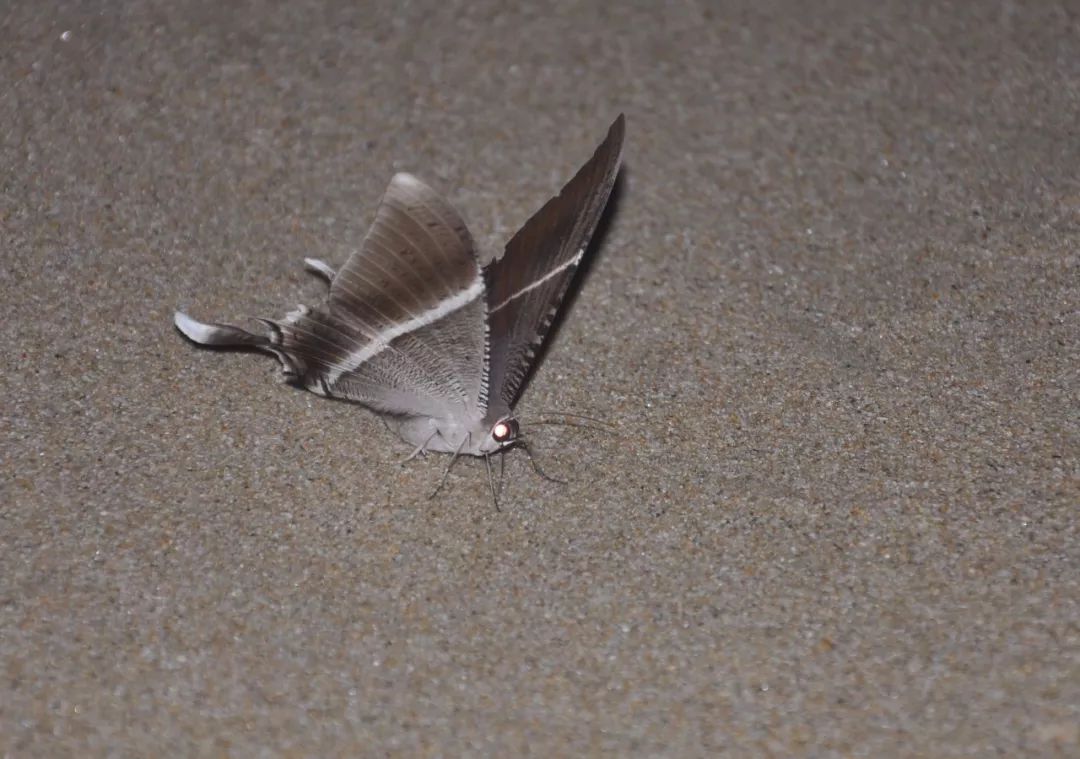 传说中的蛊虫真的有吗,传说中的扑棱蛾子