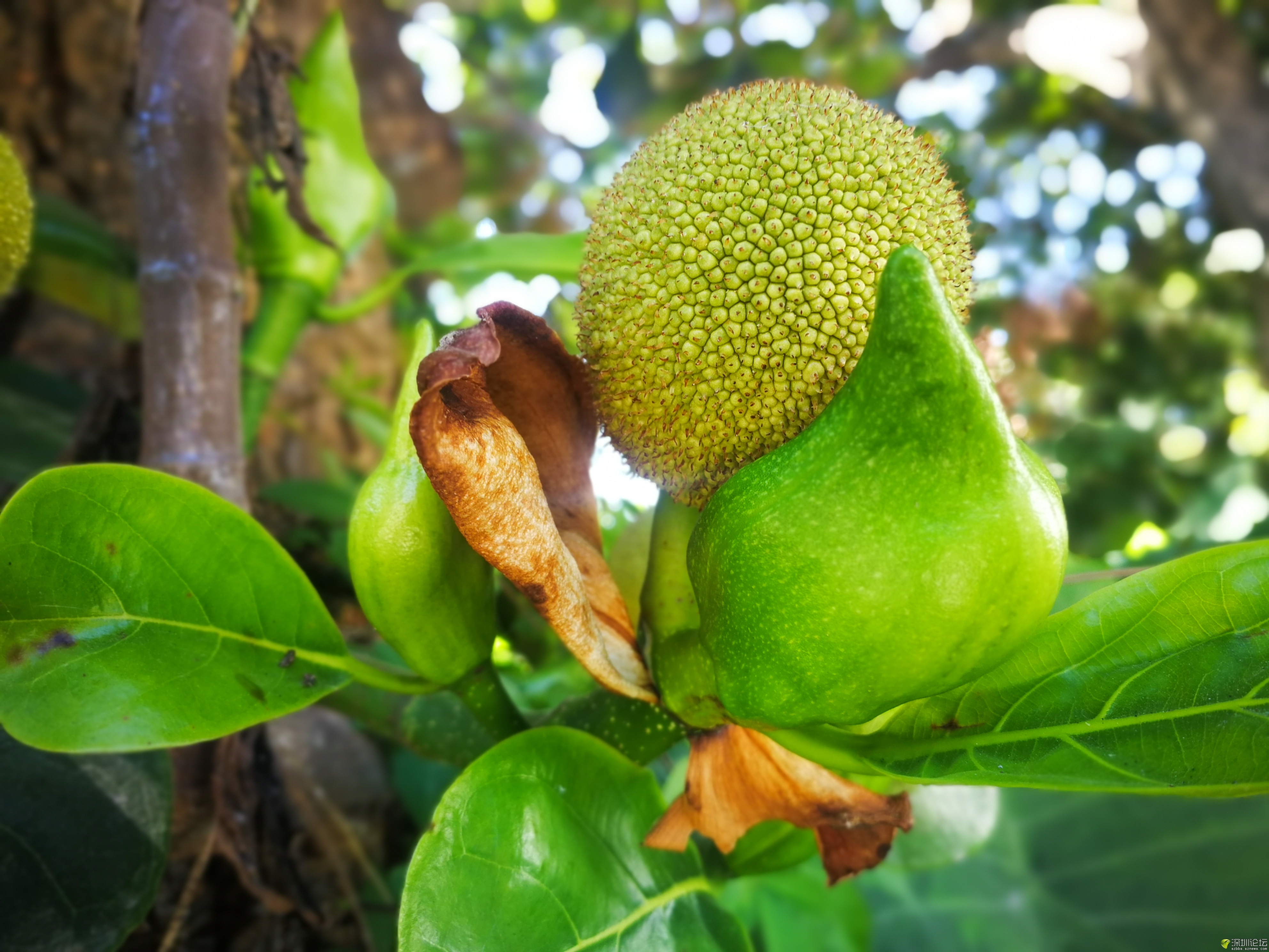菠萝蜜种植致富项目,菠萝蜜快速种植方法