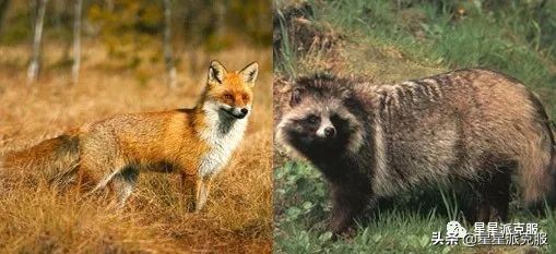 怎么辨别派克服貂毛,如何判断派克服内胆是狐狸毛