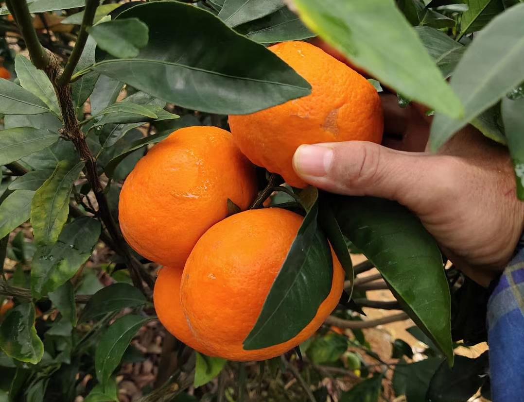 柑橘果肉干结无汁是什么原因,柑橘水分足不甜是什么原因