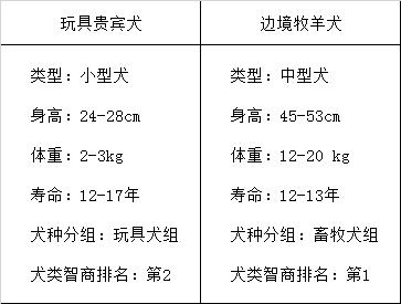 边牧狗和泰迪外观有什么区别,最聪明的边牧狗狗视频