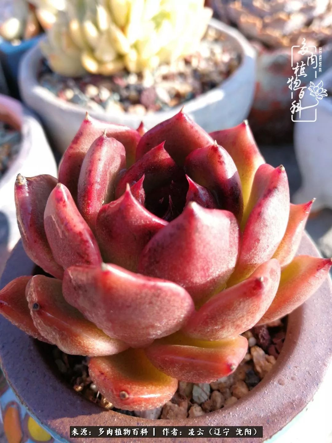 秋闲赏多肉，话育儿，亲生的自家娃，总有一刻让你怦然心动