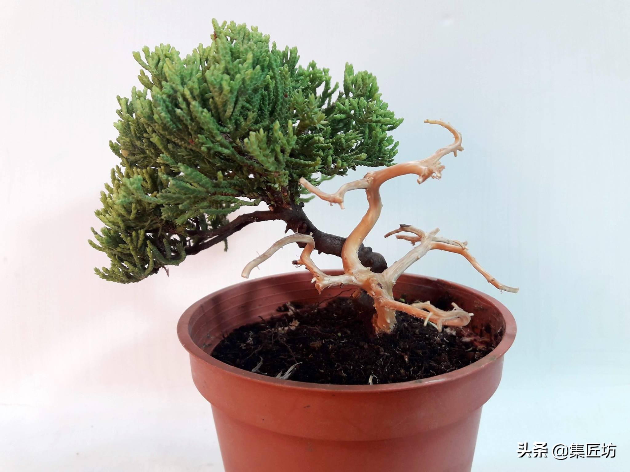 盆景舍利桩处理方法,盆景舍利杆上面的附着物怎么清除