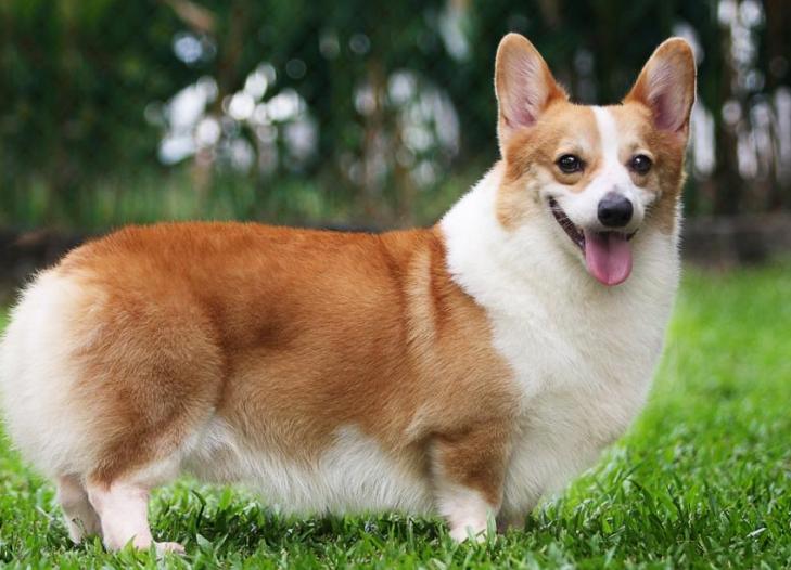 柯基吃什么狗粮最好最有营养,柯基吃什么狗粮比较合适