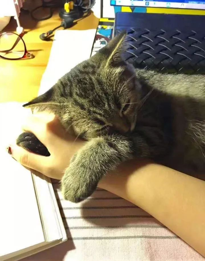 一个人养猫有什么烦恼,一个人生活养只狗靠谱吗