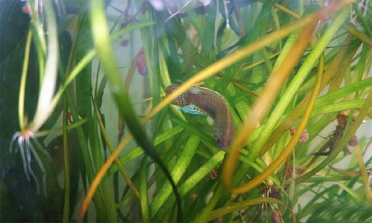 亲鱼一般护卵几天,亲鱼怎么养不得病