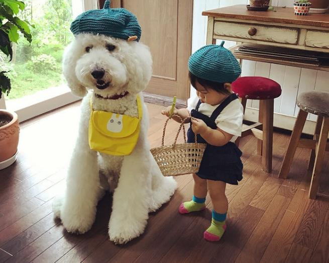 细数巨型贵宾犬的优缺点,怎么样才能够把巨型贵宾犬养好