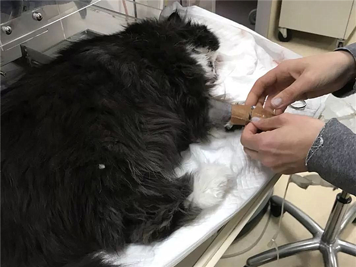 猫咪肺水肿是因为心脏病么,猫咪肺水肿会导致胸水吗