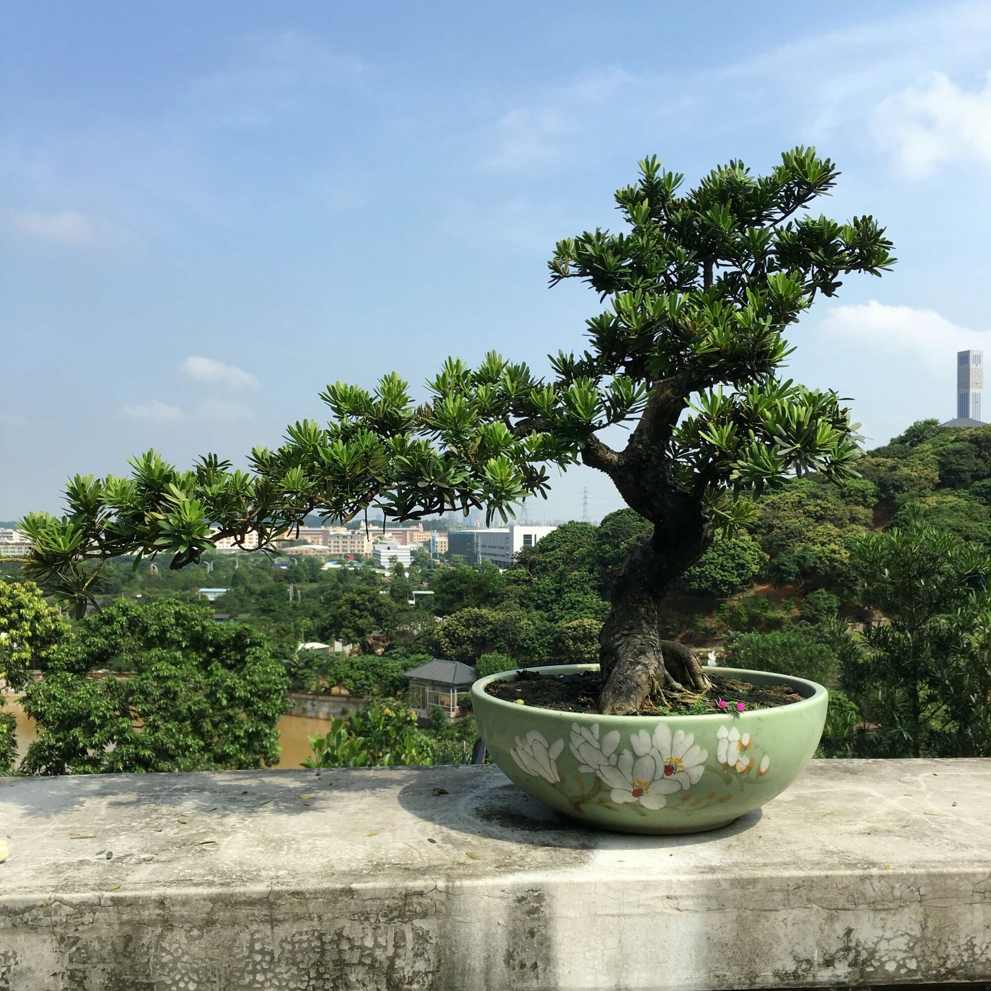 罗汉松盆景的造型与养护技巧,罗汉松盆景养护管理要点有哪些