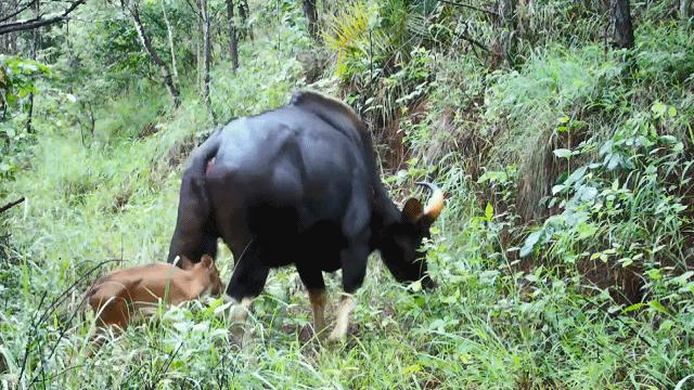 世界上最强壮的野牛印度野牛,云南现世界最大体型的牛印度野牛