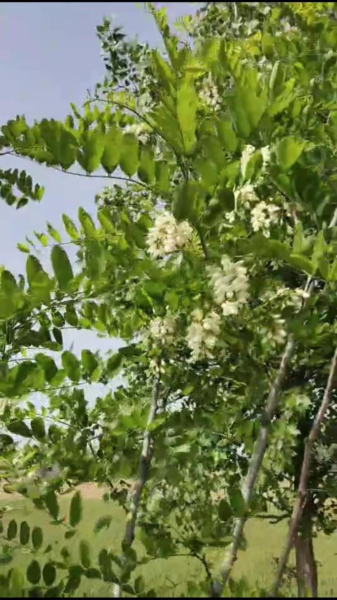 大自然的馈赠洋槐花,童年是最美的礼物完整版原唱