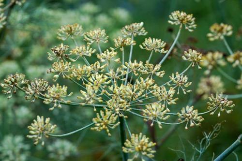 球茎茴香种植时间和方法,球茎茴香的种植与培育技巧