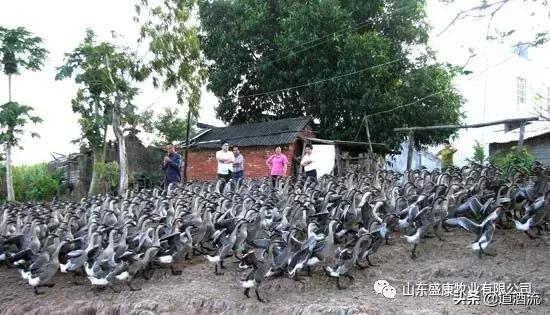 母鸭人工配种技术,母鸭的人工配种技术教程