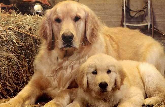 小北京犬宠物狗品种图片大全,常见宠物狗的品种大全及图片