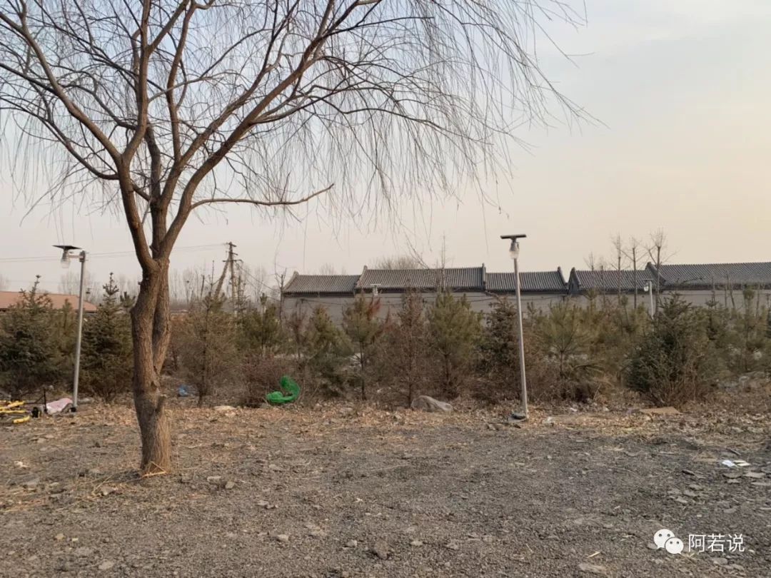 揭秘非法贩猫产业链,揭秘行业秘密