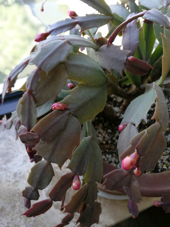 蟹爪兰烂根怎么补救,蟹爪兰总是烂根怎么办