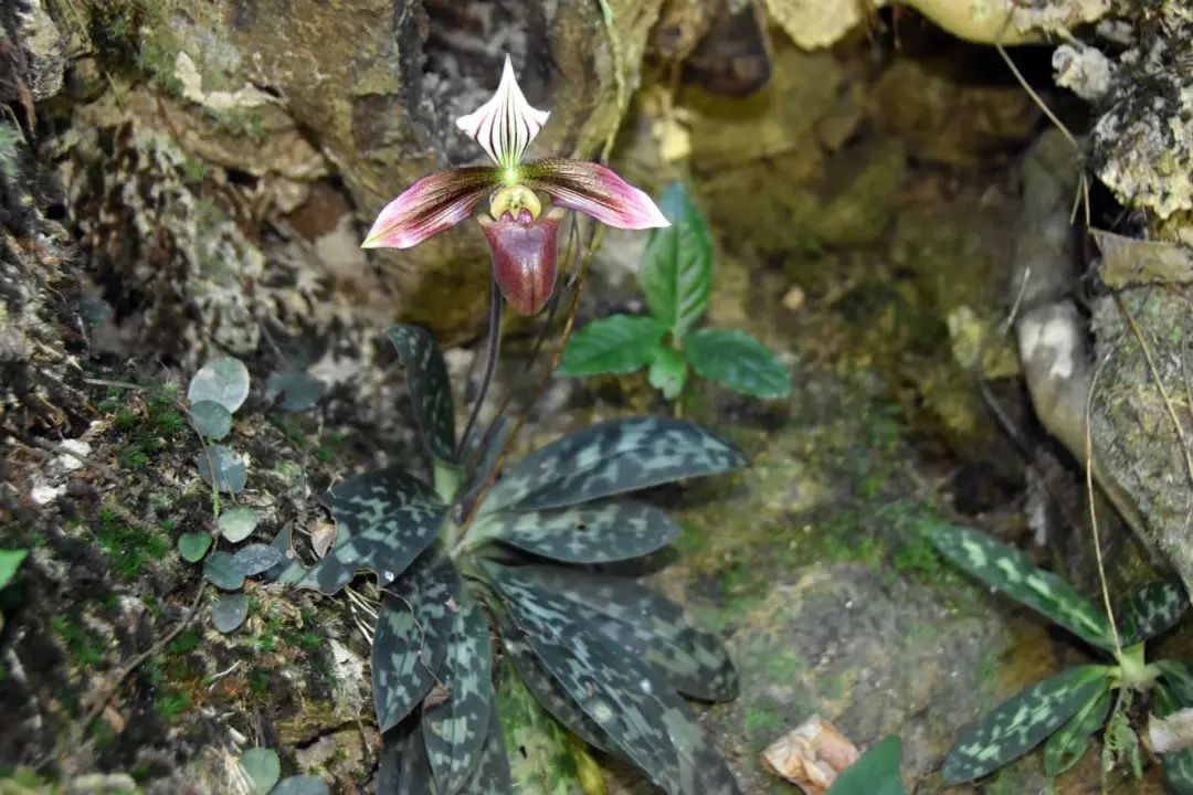 天价交易下历尽劫难的野生兰花，终于有了“护身符”