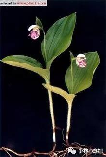 动物中药功效大全,中药药材大全及功效