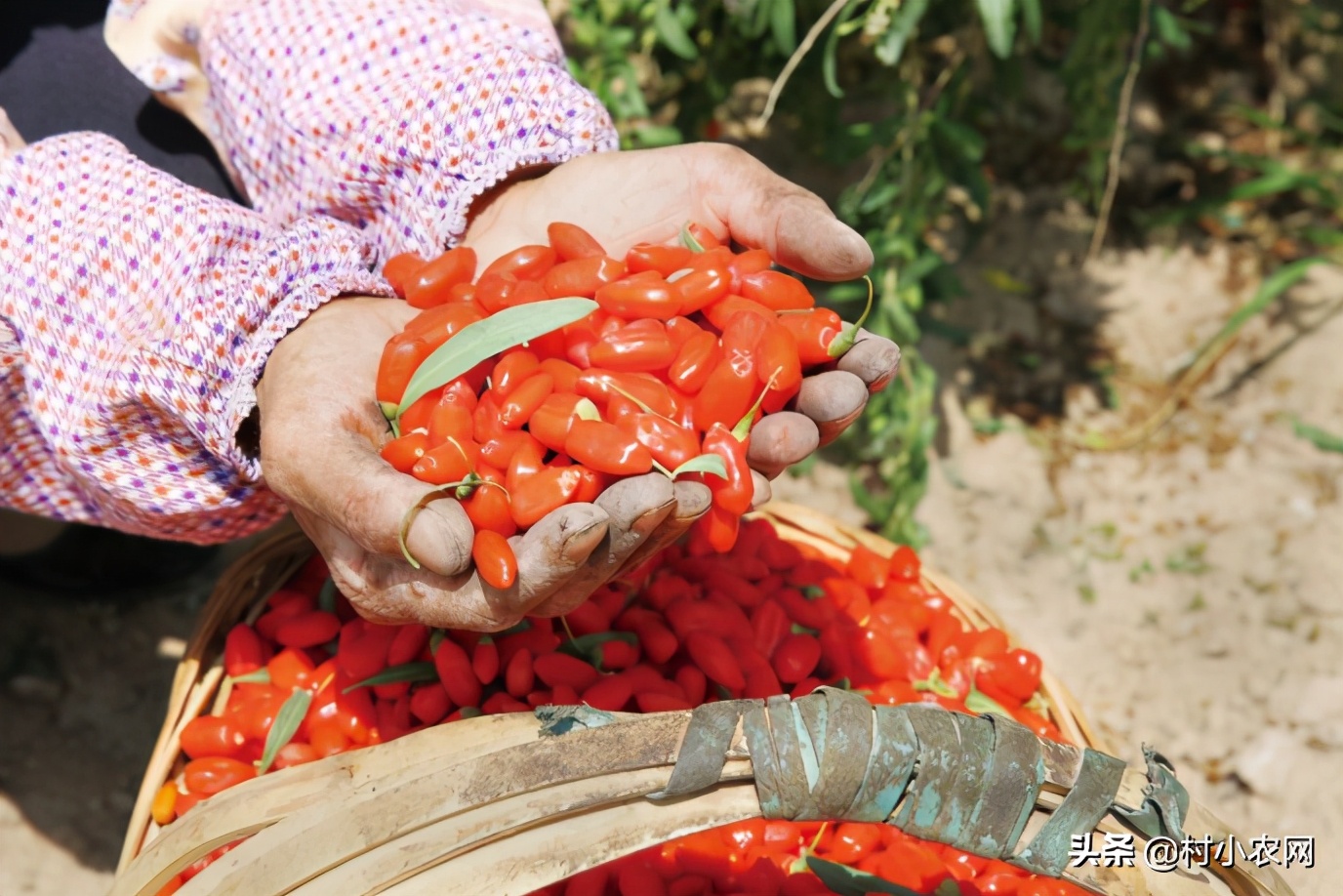 农村想种养什么项目可以挣钱,农村种植什么最赚钱500元小本创业