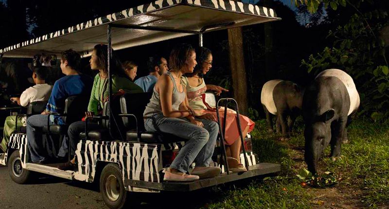 新加坡三个动物园哪个最好,新加坡动物园哪个最值得去看