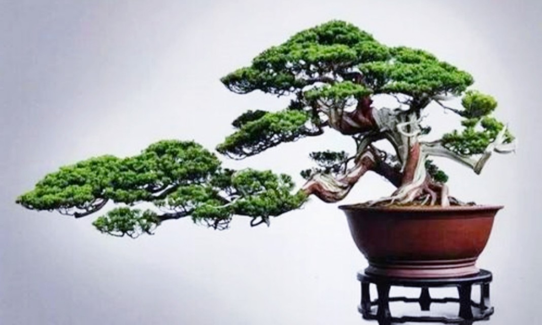 柏树舍利干涂石硫合剂多久涂一次,柏树盆景剥舍利干方法