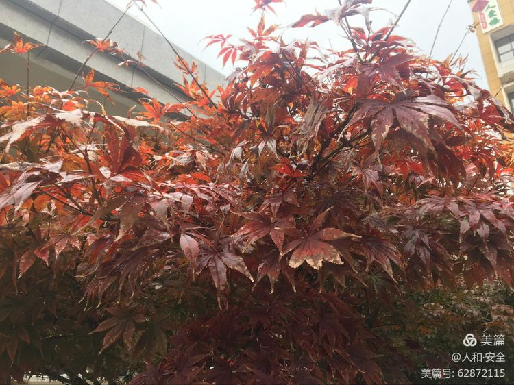 陕西省渭南市临渭区人和小学,临渭区人和小学