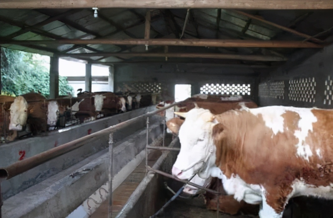 筠牛,筠牛集团最新动态