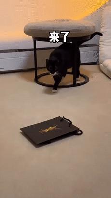 十只网红猫哪个最适合你养,各大网红猫都是什么品种