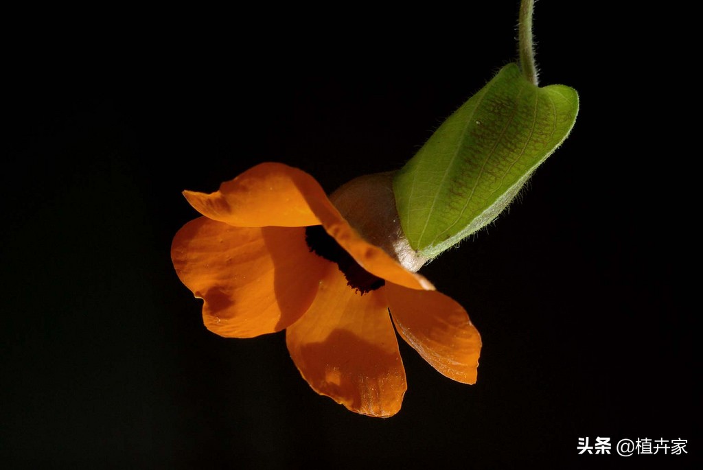 黑心黄瓣-黑眼苏珊这样种花哗啦哗啦开
