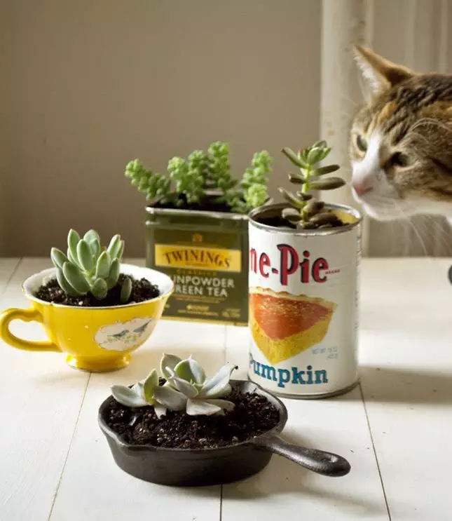 旧茶杯适合养什么,适合茶杯小盆栽