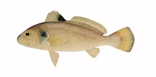 目前最顶级的海鲜鱼,世界上最顶级的海产鱼类