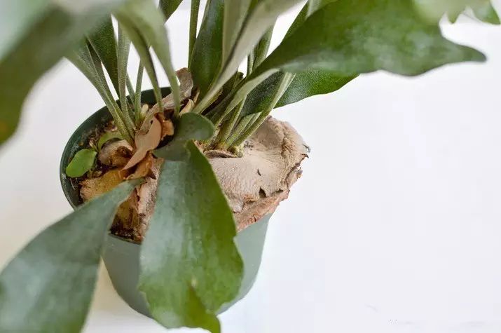 置爱｜植物1.0是种在盆儿里的，植物2.0都趴在墙上的