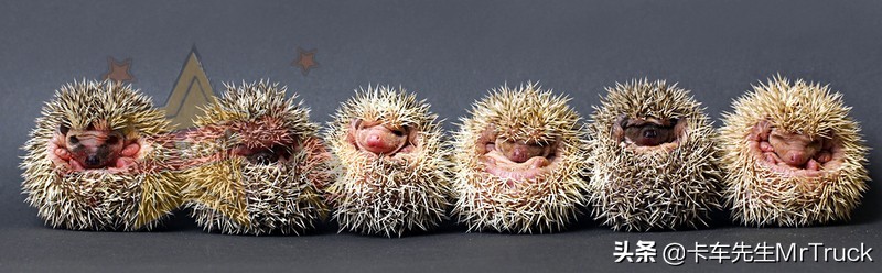 怎么养好宠物刺猬,如何一直养宠物刺猬