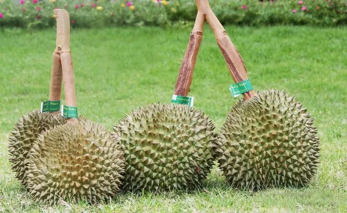 热带水果榴莲,热带水果之王是什么