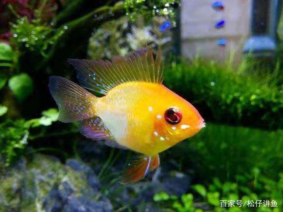 新手养凤尾短鲷注意什么,金波子适合跟什么鱼养