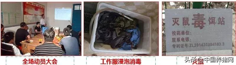 有非瘟如何拔牙,非瘟发生后如何拔牙