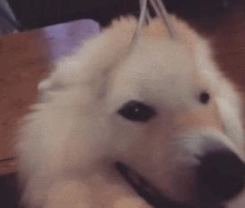 别再说笼养狗狗不好了,小恶魔萨摩耶