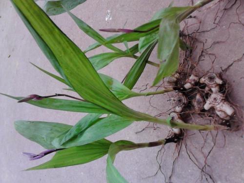 盆栽白芨的种植方法,白芨如何繁殖和种植