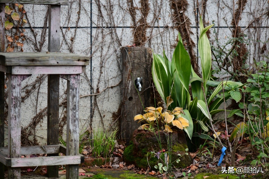 零下9度来袭，花园里的绿色是那么动人|园丁