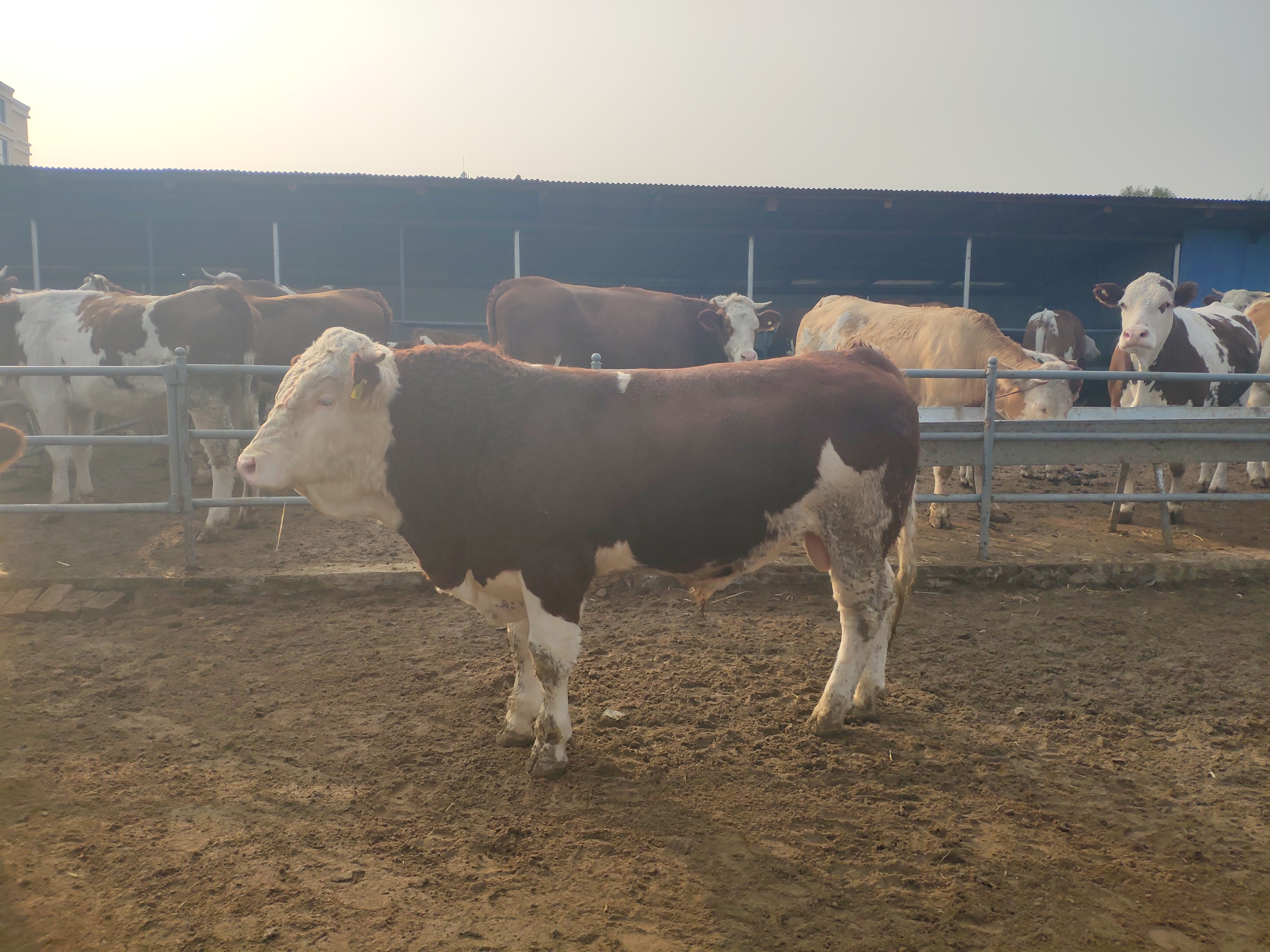 长途运输应激,运输抗应激有什么用