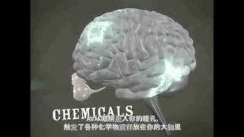 情色片如何影响你的大脑