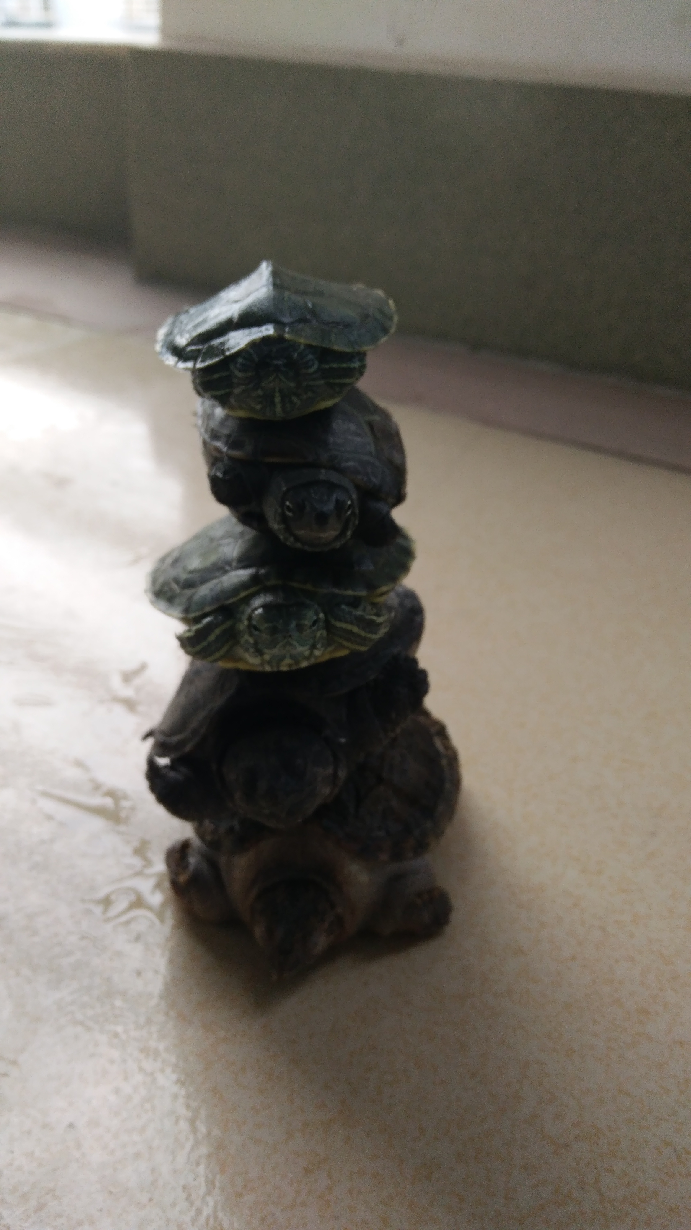 那些年我们一起养过的绿植,那些年我们一起养过的狗子