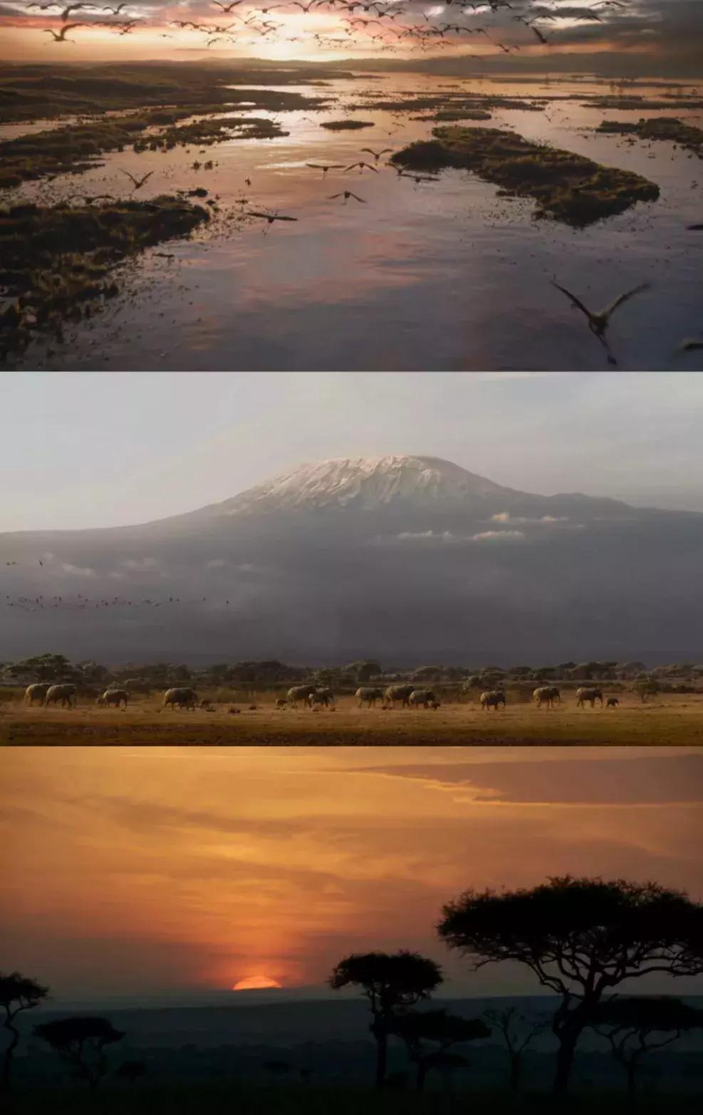 迪士尼为什么这么多狮子王,狮子王是迪士尼出版的吗