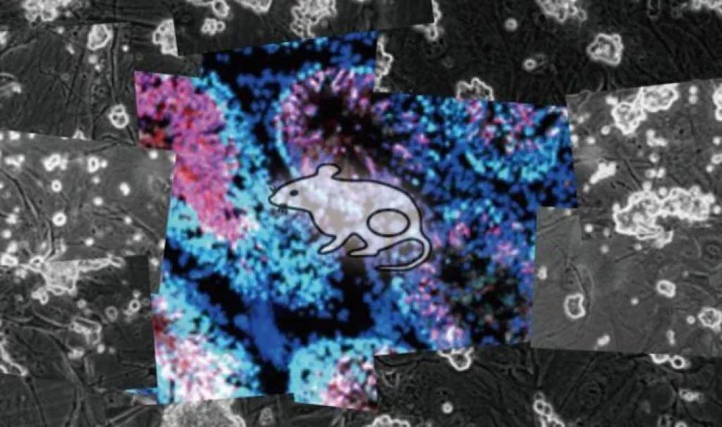 精子质量下降夏天饮食怎么调理,全球男子精子骤减