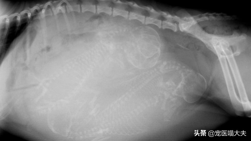 狗狗怀孕多少天可以看出怀了几只,狗狗有哪三个信号说明已经怀孕了