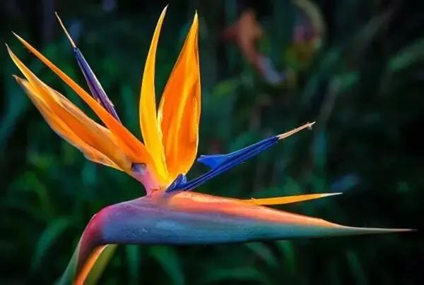 零零后女孩培育出世上最美的几种花，无论如何也要种上一朵