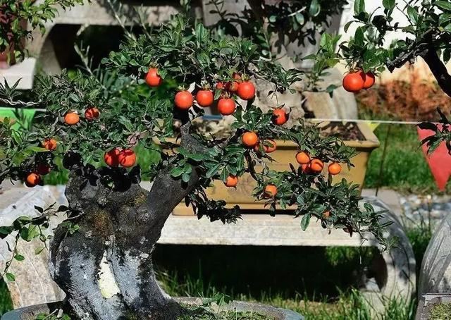 什么树木可以做盆景图片大全,什么树木做盆景好