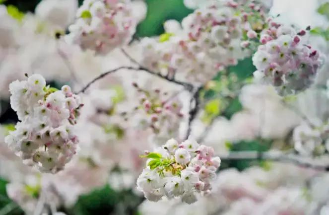 听说…你等樱花很久了！原来樱花还能这么赏，想明白了没？