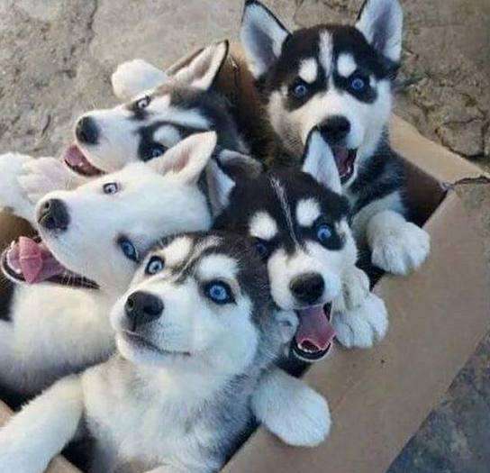 小北京犬宠物狗品种图片大全,常见宠物狗的品种大全及图片