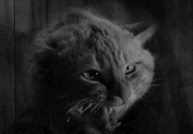 猫咪半夜叫有什么问题不,猫咪半夜叫唤不睡觉